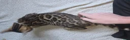 Bengal cats for sale: 2 stunning tica active male kittens. Ready to go - Advert 14