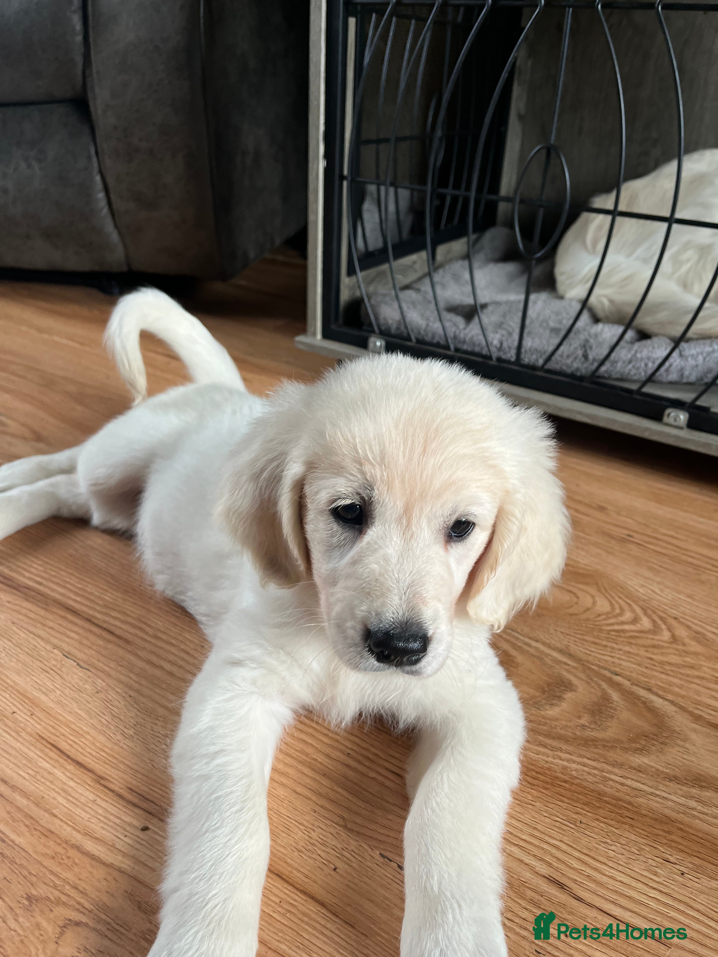 Golden Retriever dogs KC Pure white golden retriever puppies - Advert 2