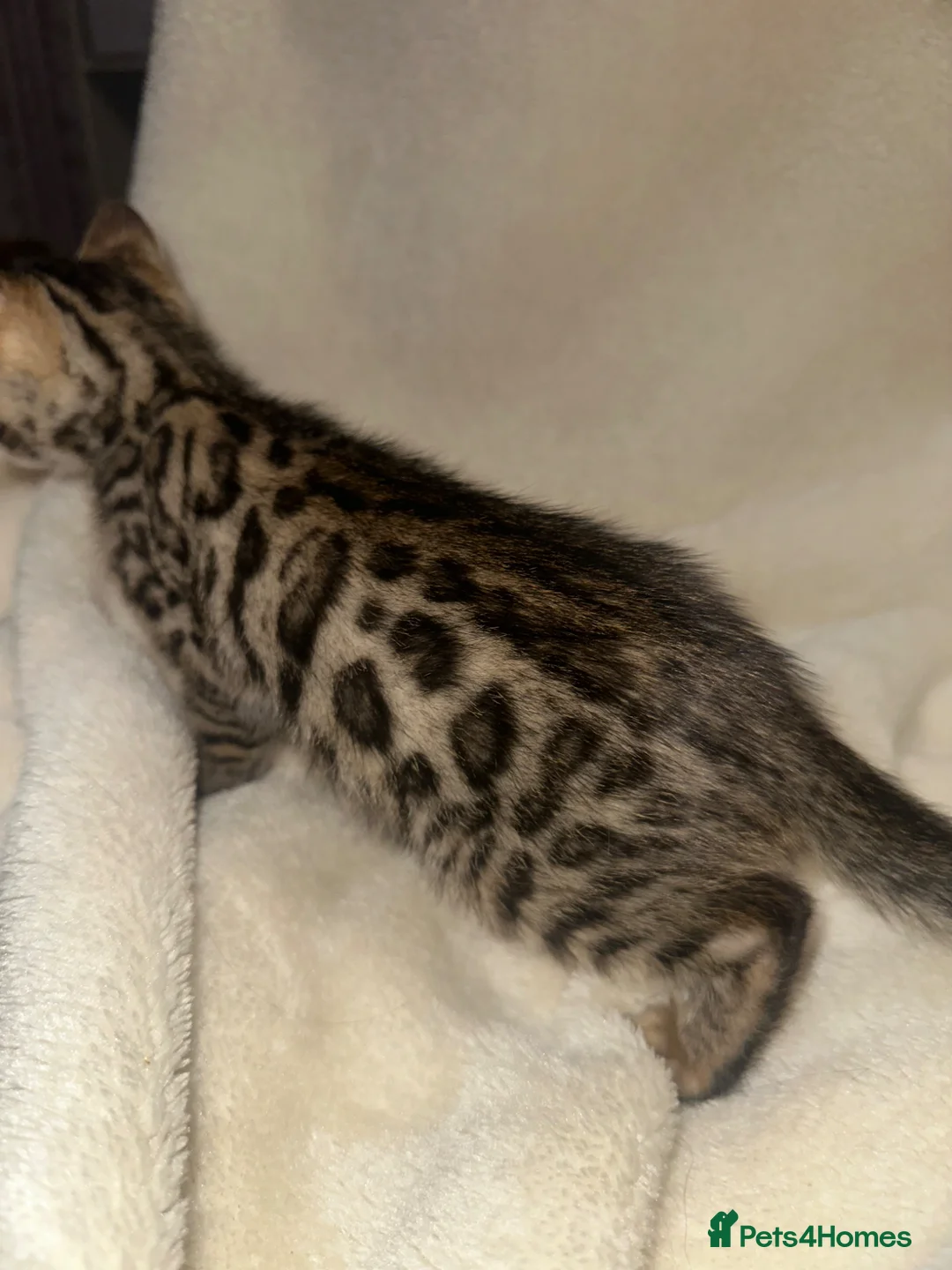 Bengal cats for sale: Pure breed Bengal kittens - Advert 2