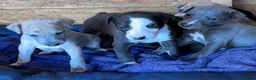 Whippet dogs for sale: Stunning whippet pups  - Advert 8