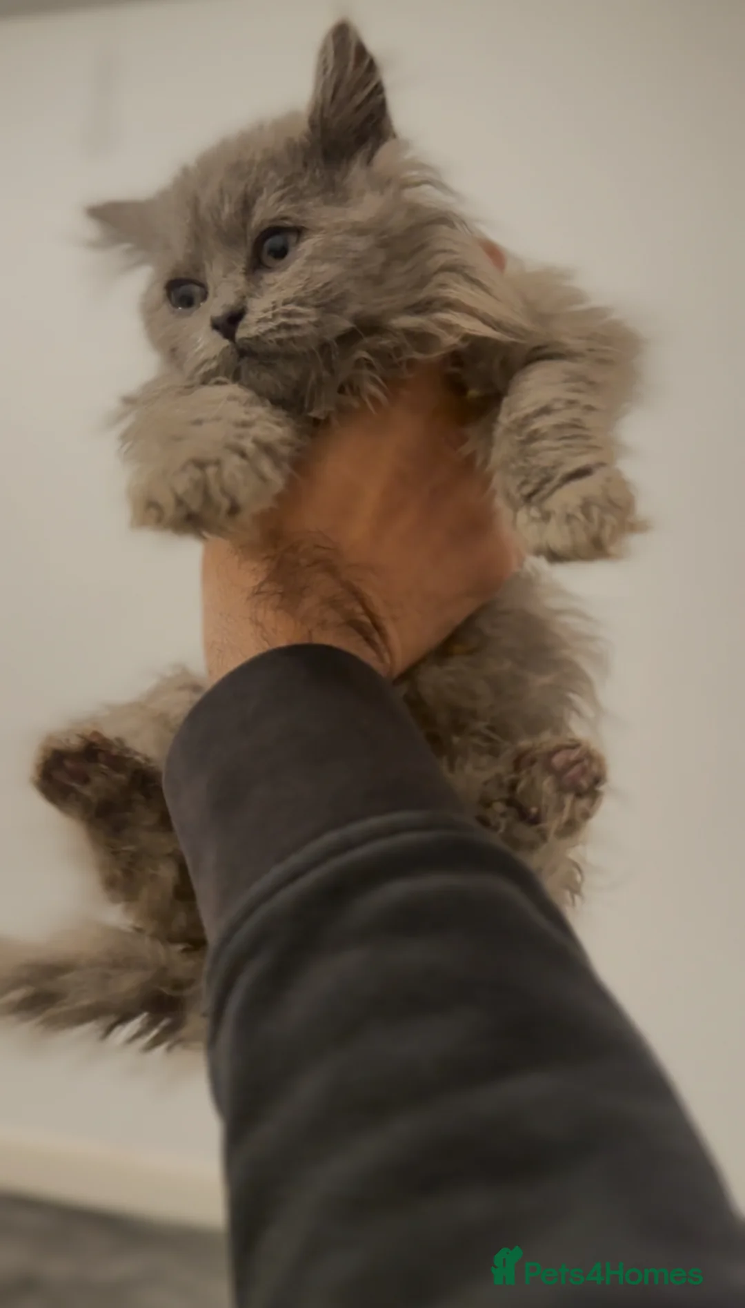 British Longhair cats for sale: Adorable British Longhair Kittens Ready Now! - Advert 10