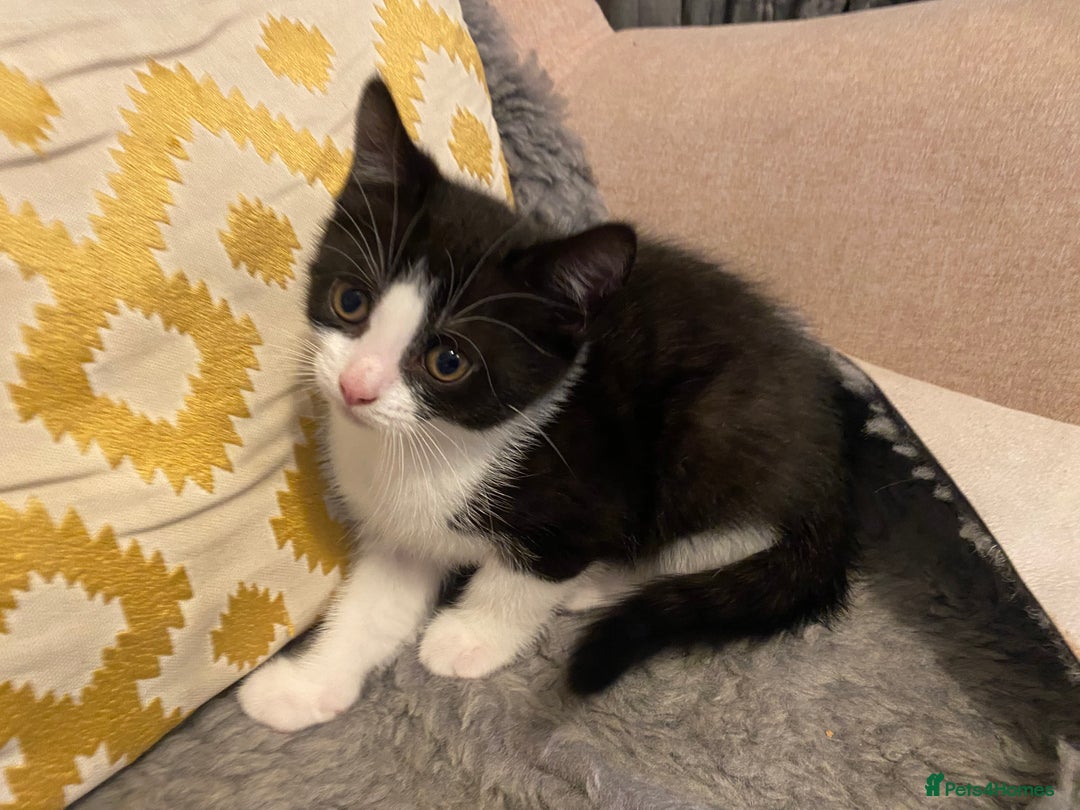 British Shorthair cats for sale: kittens ready now for new home - Image 15