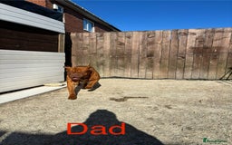 Dogue De Bordeaux dogs for stud: Multiple international champion bloodlines kc DDB - Image 2