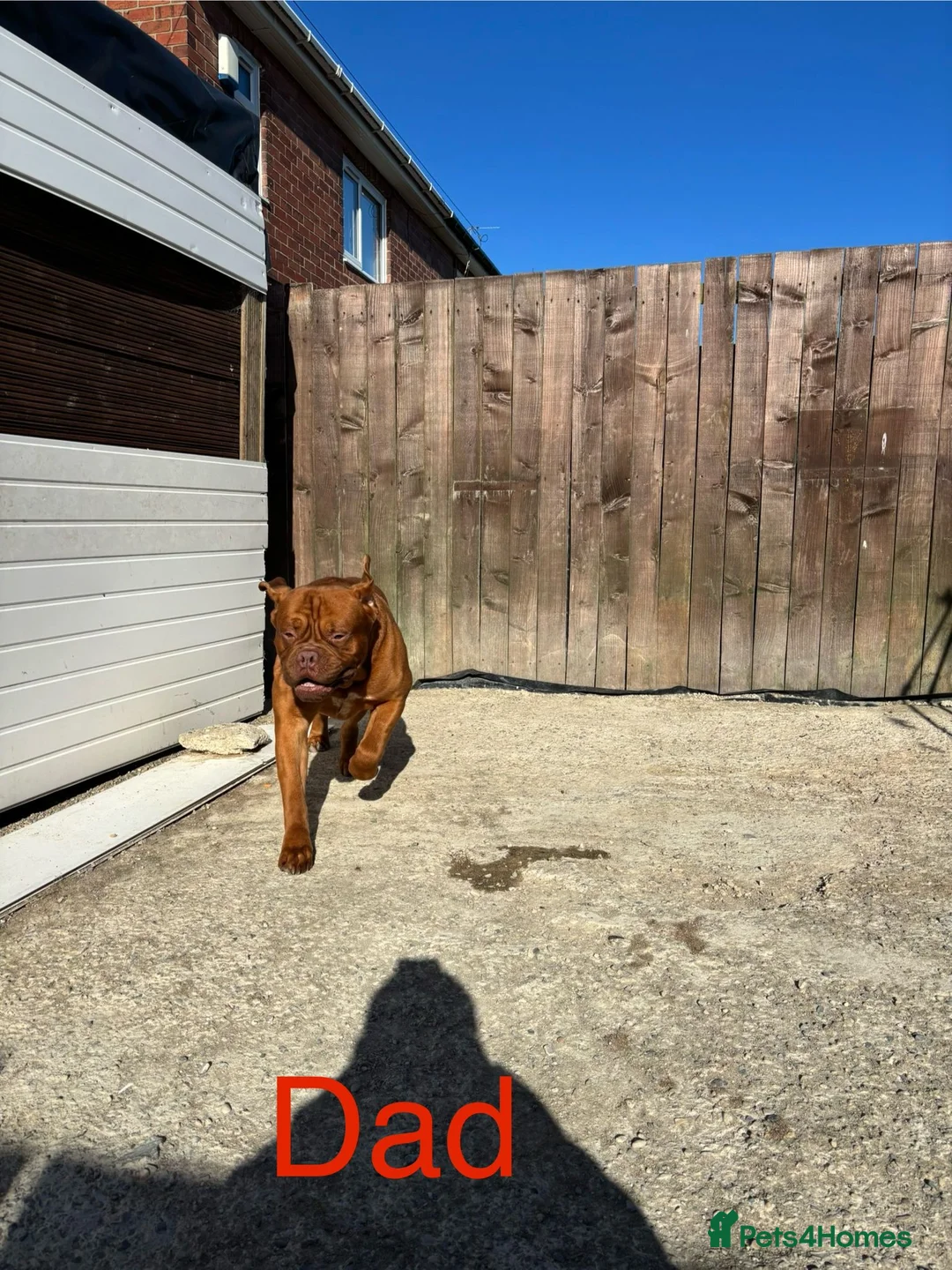 Dogue De Bordeaux dogs for stud: Multiple international champion bloodlines kc DDB - Advert 2