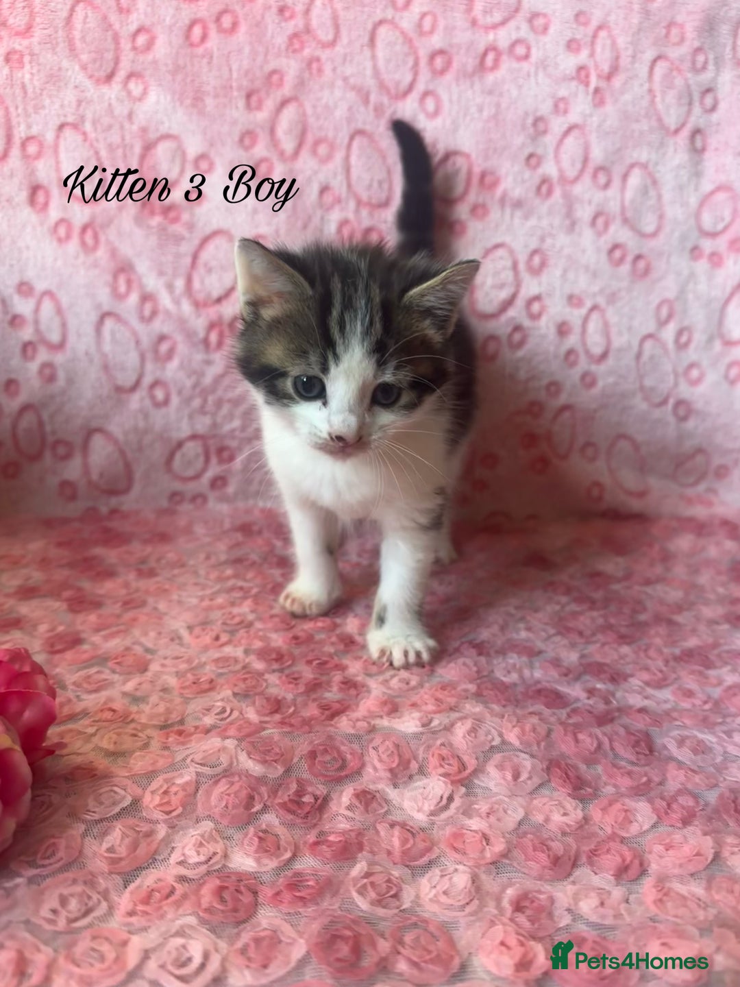 Mixed Breed cats for sale: Beautiful Calico Kittens 🥰💝 - Advert 5