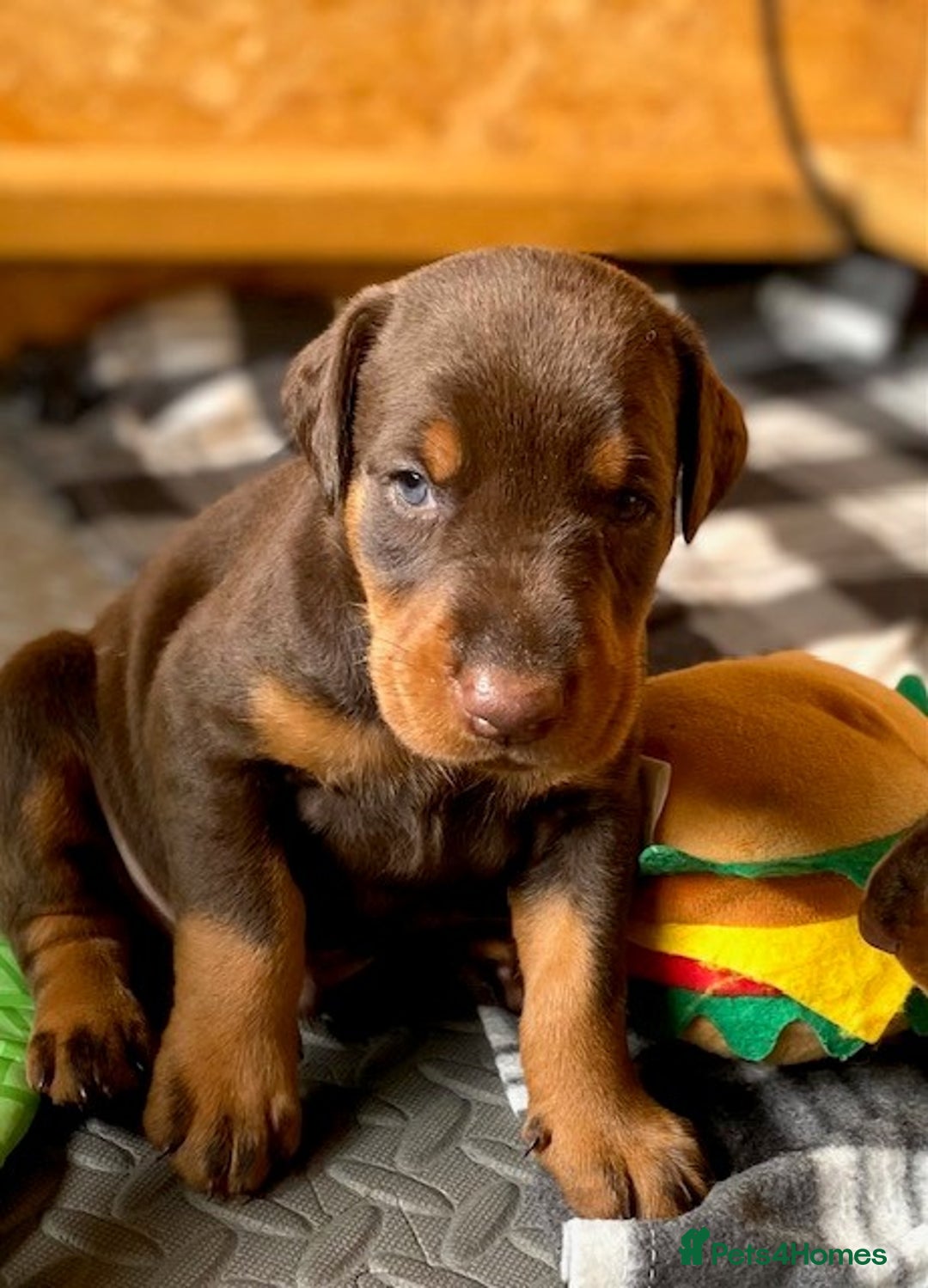 Dobermann dogs for sale: Outstanding KC reg Doberman puppies for sale - Image 4