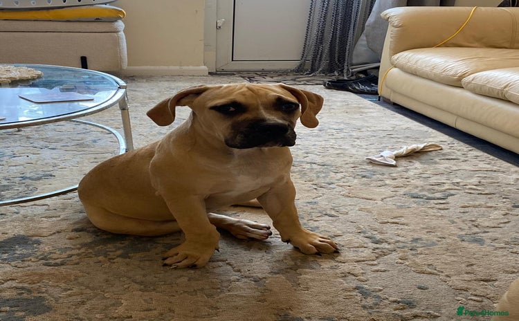Olde English Bulldogge dogs - Advert 8