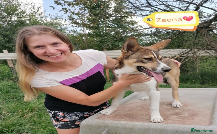 Mixed Breed dogs - Advert 7
