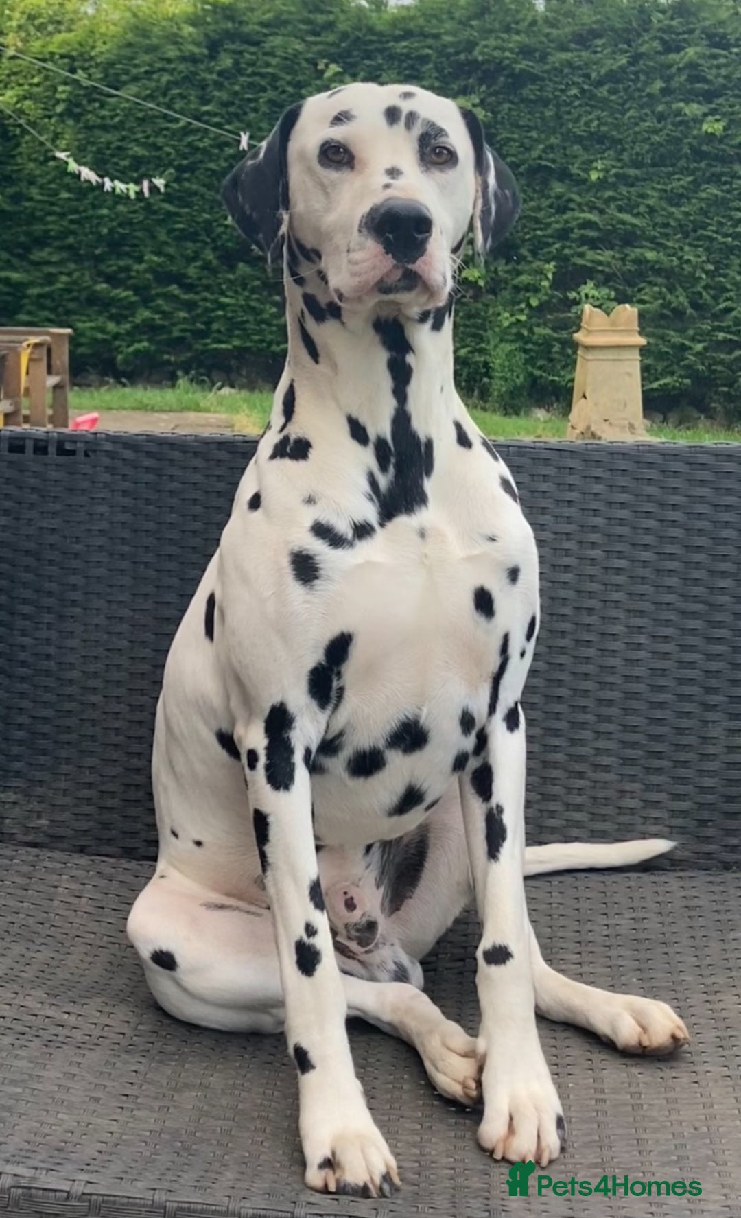 Mixed Breed dogs for sale: Pyrematian puppies - Advert 3