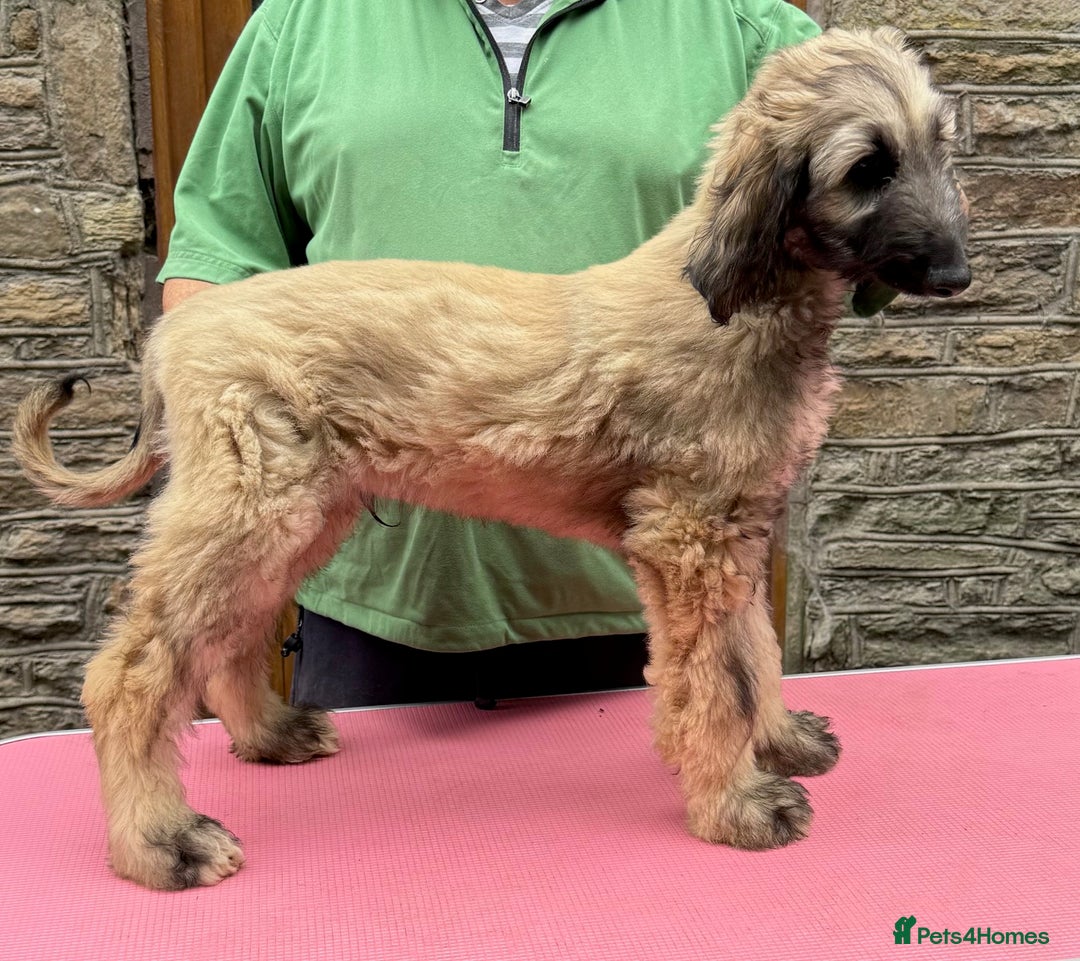 Afghan Hound dogs for sale: Afghan Hound Litter  - Image 19