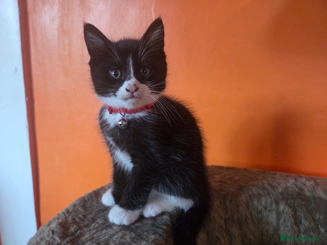 Maine Coon cats for sale: Stunning maincoon cross kittens  - Image 16