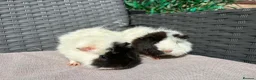 Guinea Pig rodents for sale: Sows  - Advert 8