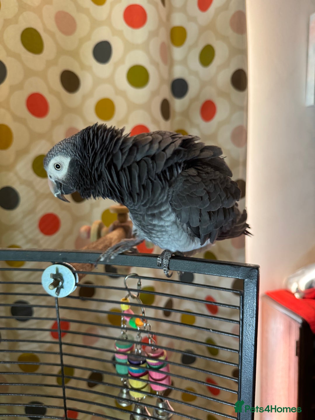 Parrots birds for sale: Timneh parrot male 20 years old  - Image 8