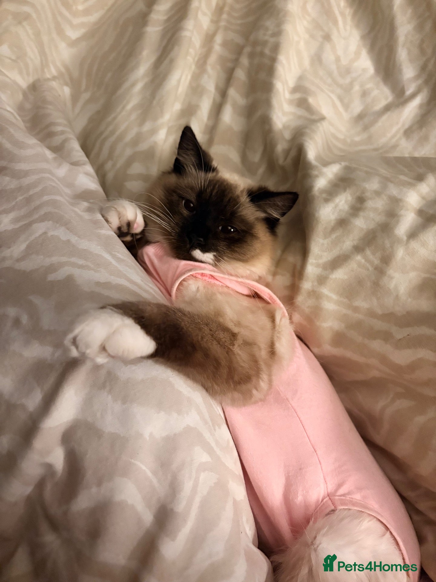 Ragdoll cats for sale: Rehome ✨ - Advert 4