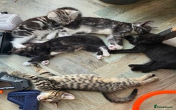 Mixed Breed cats for sale: 5 Beautiful Kittens - Image 16