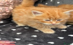 Ragdoll cats for sale: Beautiful Ragdoll cross kittens  - Image 12