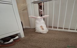 Mini Lop rabbits for sale: Mini lop rabbit - Image 3