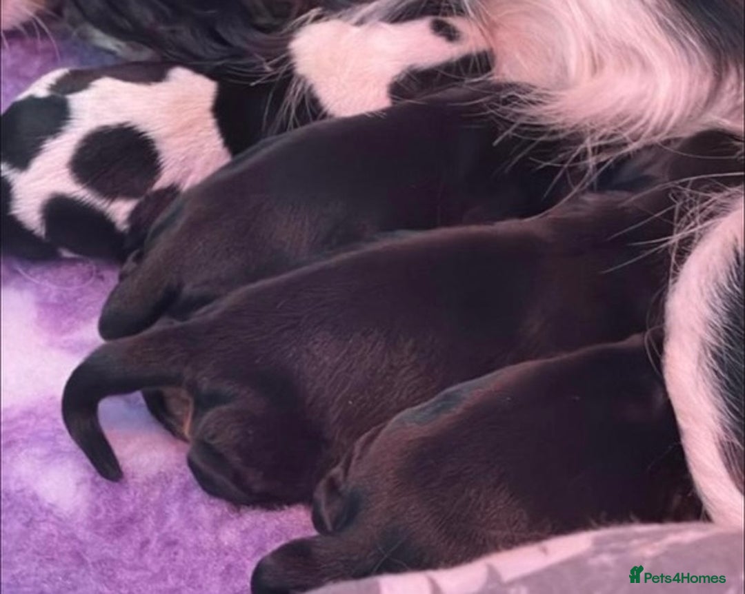Cavalier King Charles Spaniel dogs for stud: Black & Tan cavalier King Charles spaniel stud  in Ferryhill - Image 17