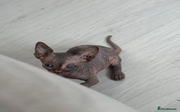 Sphynx cats for sale: 3 beautiful sphynx kittens  - Image 2
