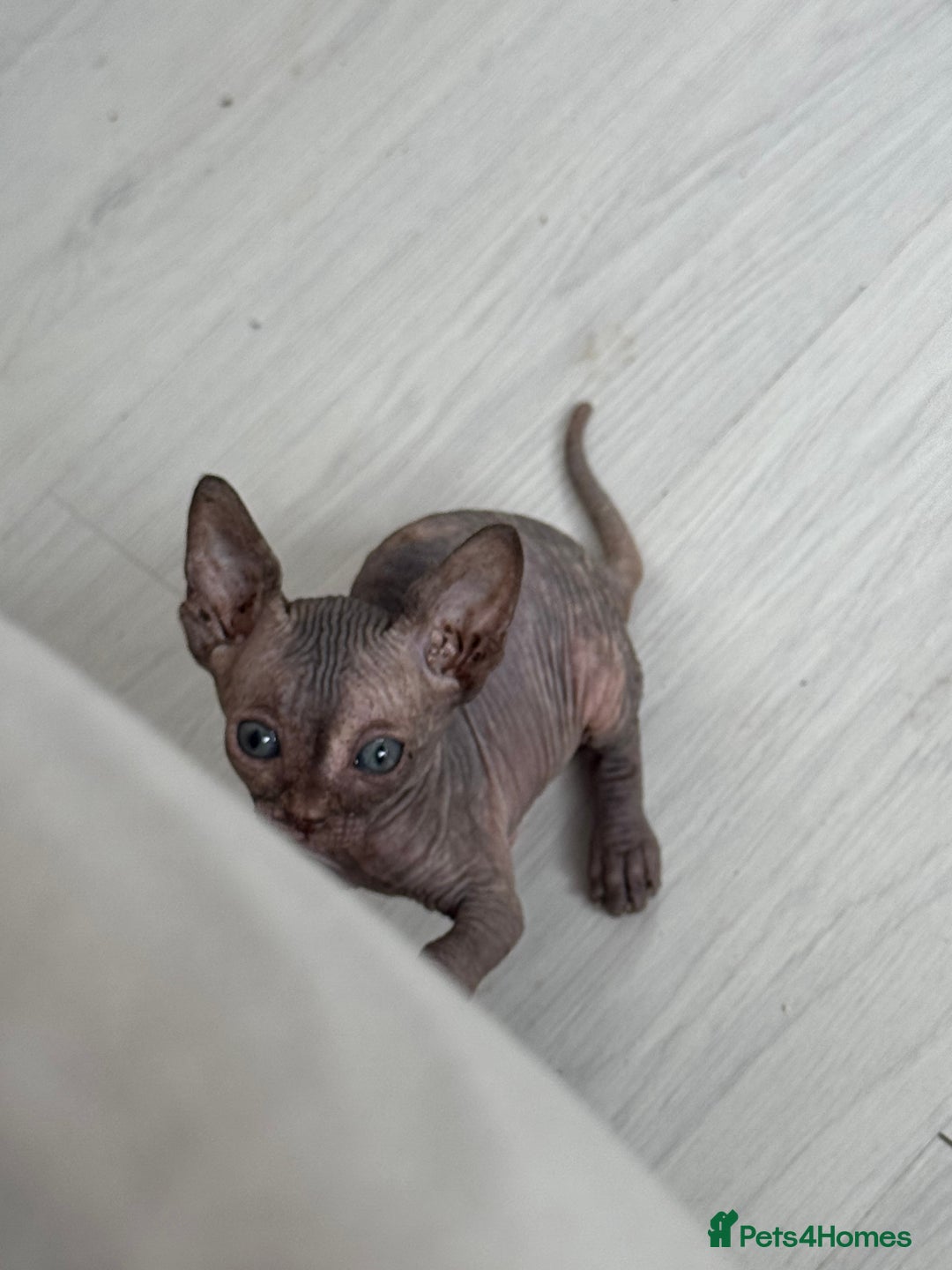 Sphynx cats for sale: 3 beautiful sphynx kittens  - Image 2