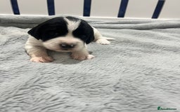 Sprocker dogs for sale: Sprocker Spaniel Puppies - Image 11