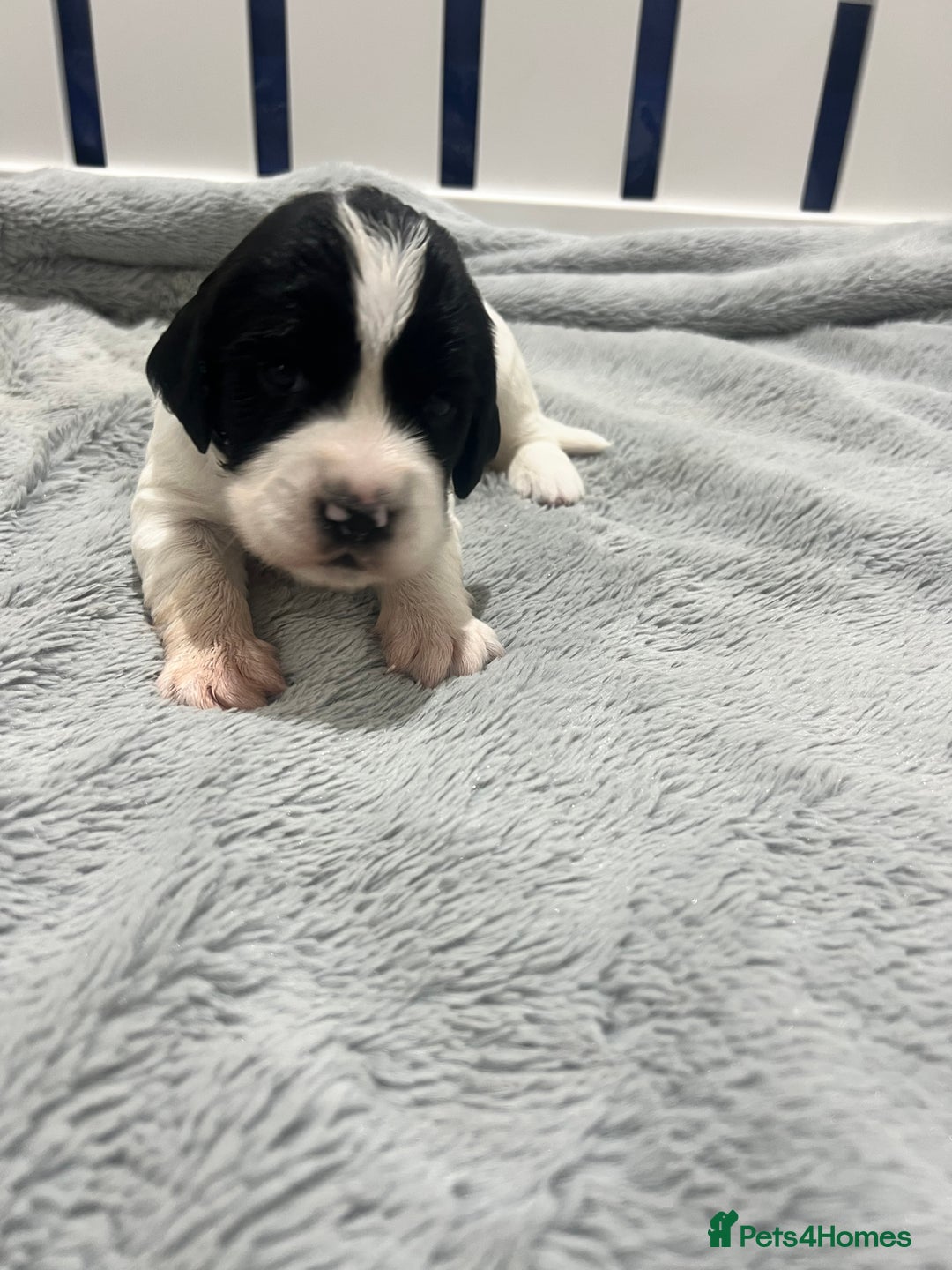 Sprocker dogs for sale: Sprocker Spaniel Puppies - Image 11
