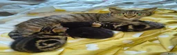 Mixed Breed cats for sale: 2 beautiful Male kittens - Advert 1