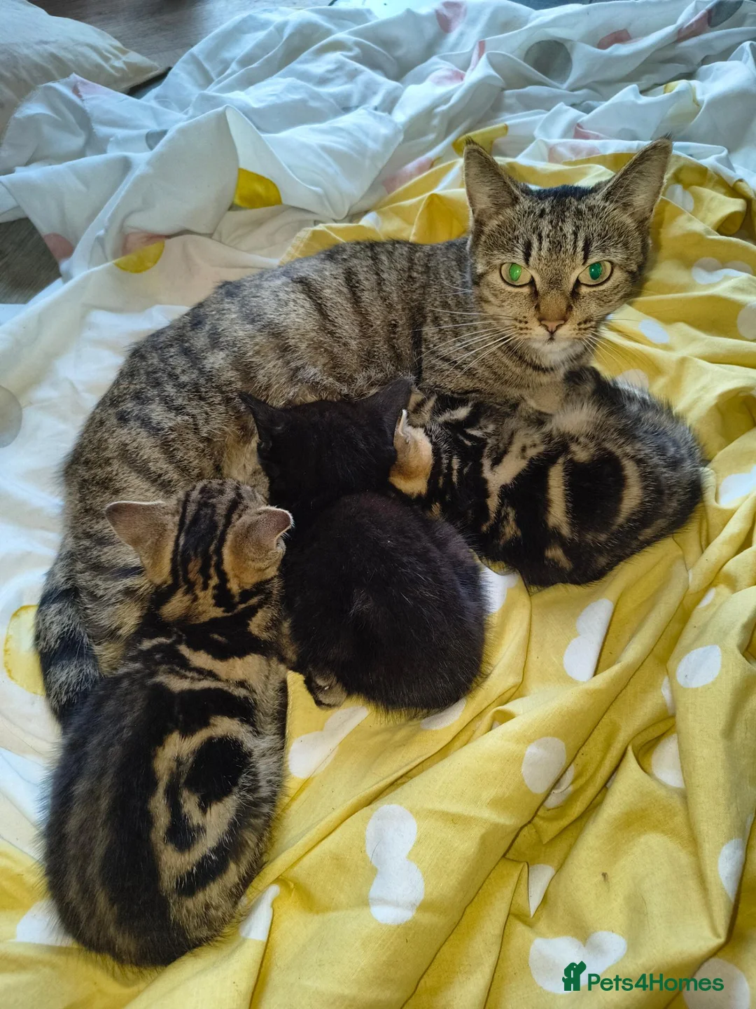 Mixed Breed cats for sale: 2 beautiful Male kittens - Advert 1