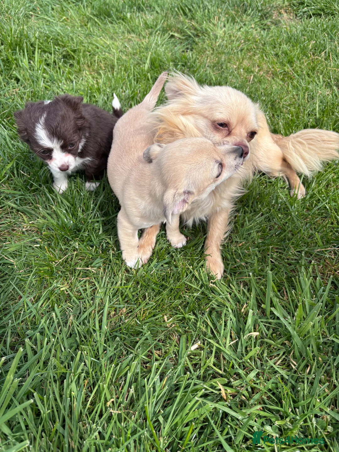 Chihuahua dogs for sale: Chihuahua pups ready for their new home - Advert 1