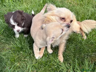 Chihuahua dogs Chihuahua pups ready for their new home - Advert 1