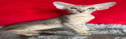 Peterbald cats for sale: Tica registered Peterbald girls  in Maidstone - Advert 4