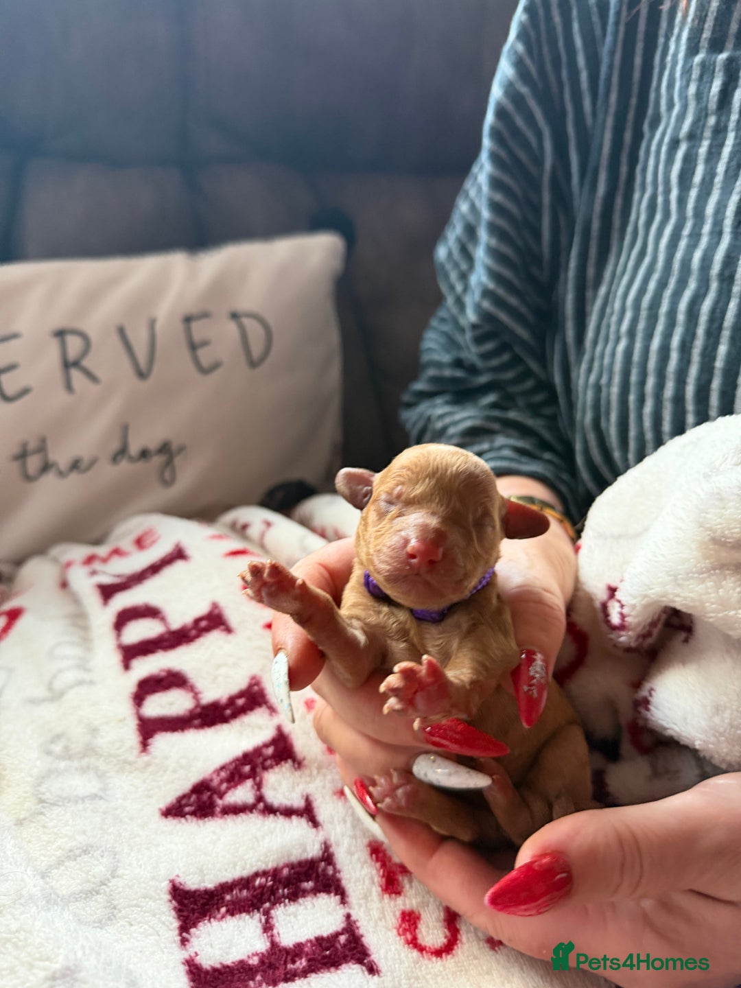 Toy Poodle dogs for sale: Adorable Tiny Toy Poodles - Advert 3