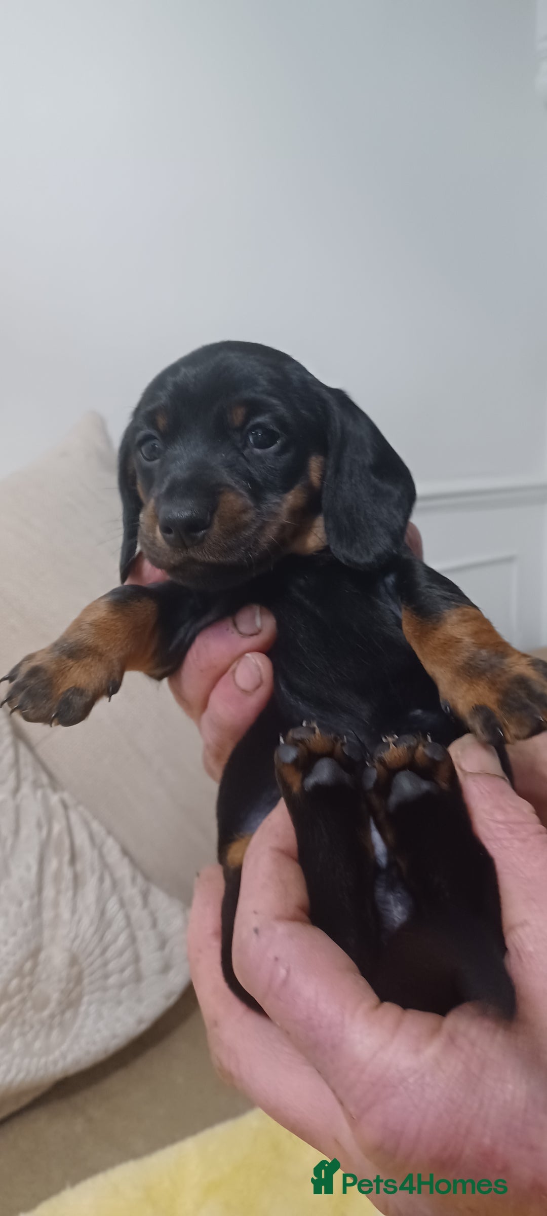 Miniature Dachshund dogs for sale: Miniature daschund  - Advert 5