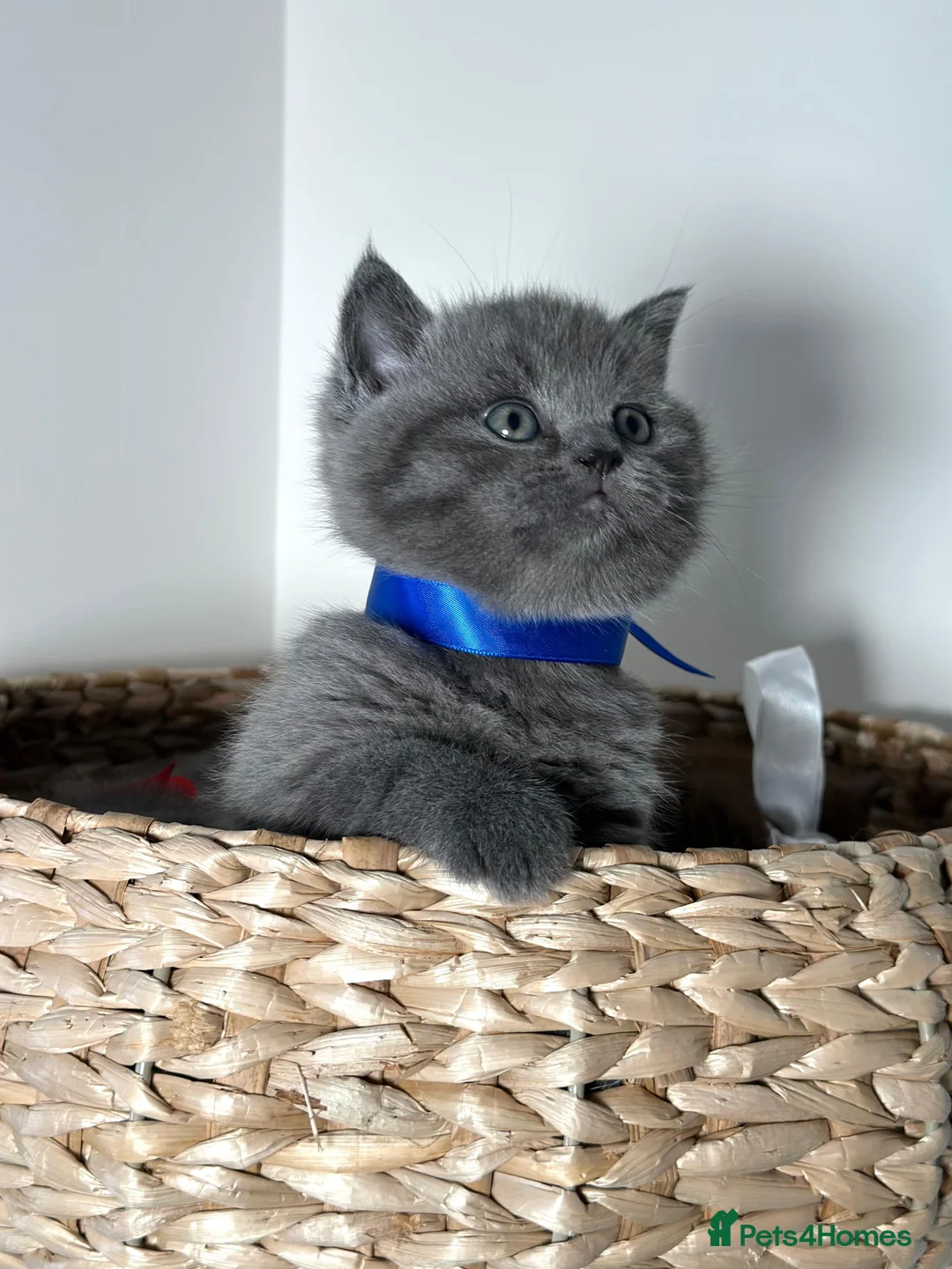 British Shorthair cats for sale: Adorable British Shorthair Kittens for Sale in Lincoln - Advert 30