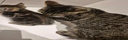 Mixed Breed cats for sale: Cute tabby kittens ready to go to their new homes - Advert 5