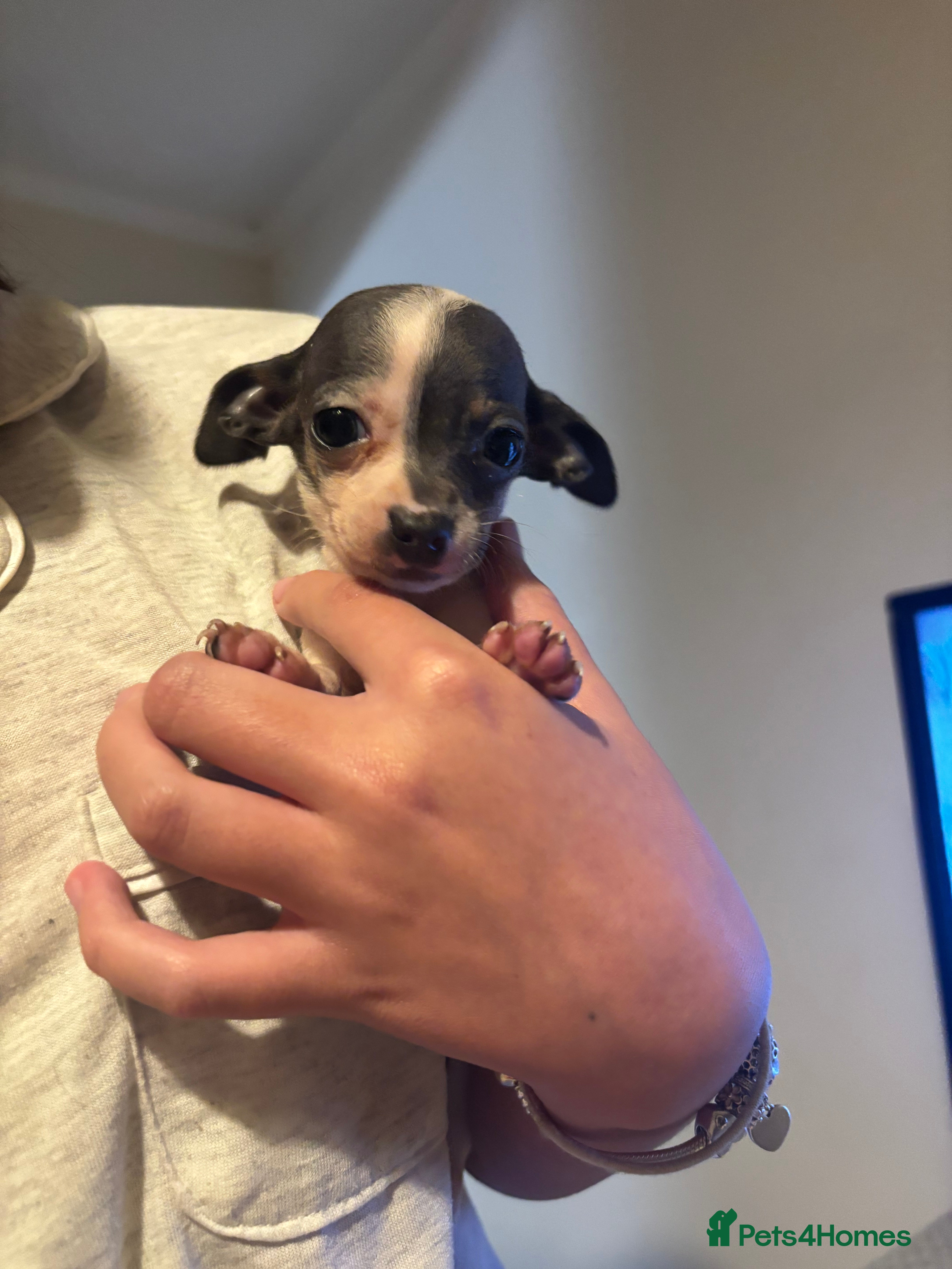 Chiweenie dogs One left, MICROCHIPPED,VACCINATED,HEALTHCHECKED! - Advert 1