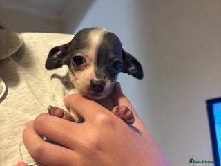 Chiweenie dogs One left, MICROCHIPPED,VACCINATED,HEALTHCHECKED! - Advert 17