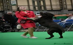 Labrador Retriever dogs for sale: KC SILVER/CHOCOLATE PEDIGREE LABRADOR PUPIES - Image 14