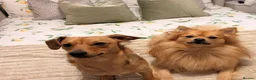 German Spitz dogs for sale: Loving home wanted  - Advert 2