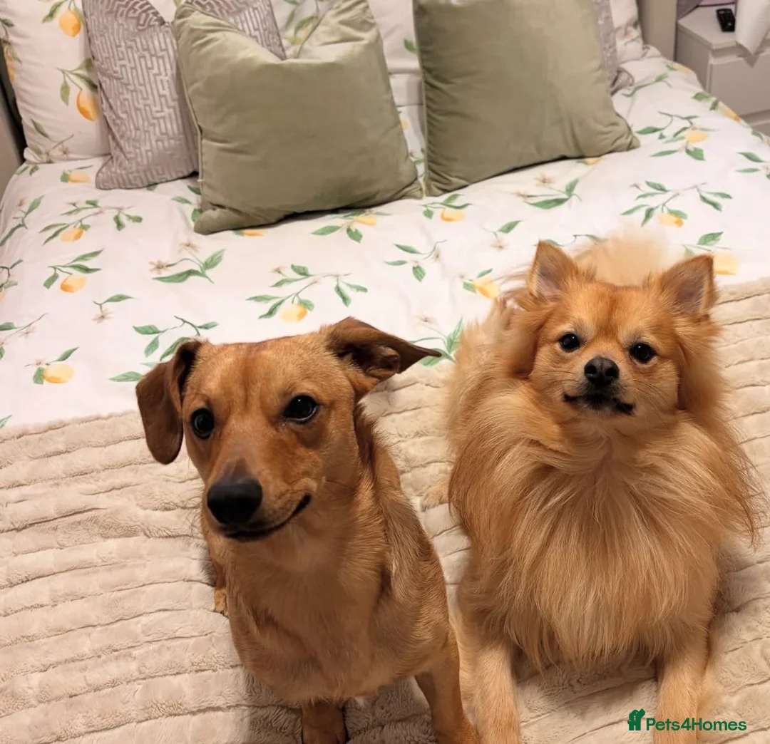 German Spitz dogs for sale: Loving home wanted  - Advert 2