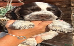 Cocker Spaniel dogs for sale: Show type cocker spaniel puppies  - Image 9