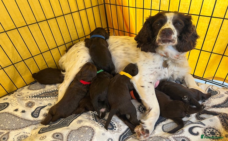 Sprocker dogs - Advert 9