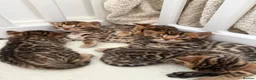 Bengal cats for sale: ✨ Pedigree Rosetted Bengal Kittens - Ready Soon✨ - Advert 23
