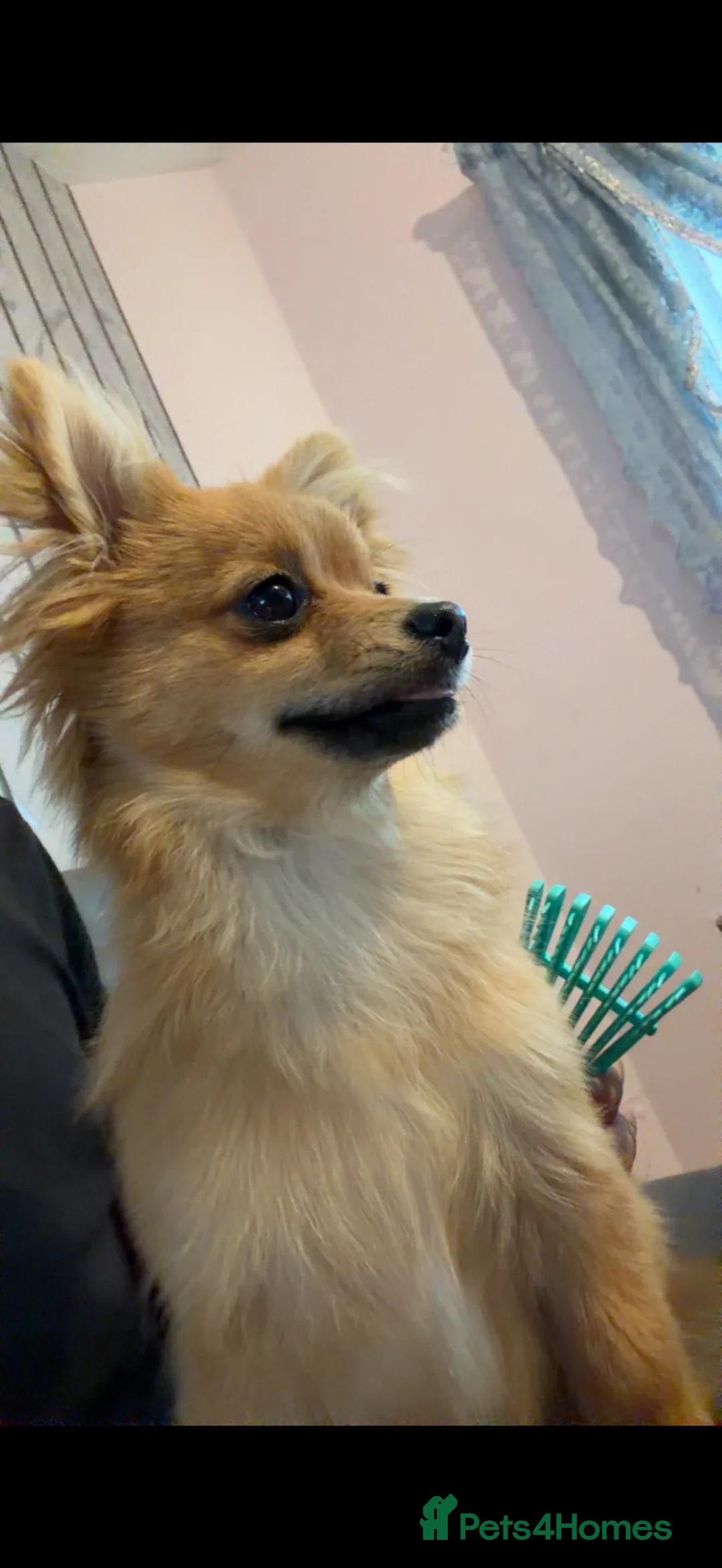 Pomchi dogs for sale: 10 month old pomchi in Newcastle upon Tyne - Advert 3