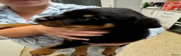 Rottweiler dogs for sale: KC Srb Rottweilers 19 champion winning bloodlines - Advert 20