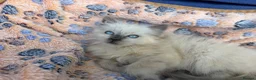 Birman cats for sale: Beautiful Female Birman Kitten – 9 Weeks  - Advert 5