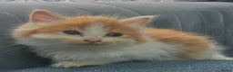 Persian cats for sale: Lovley half perian  - Advert 22