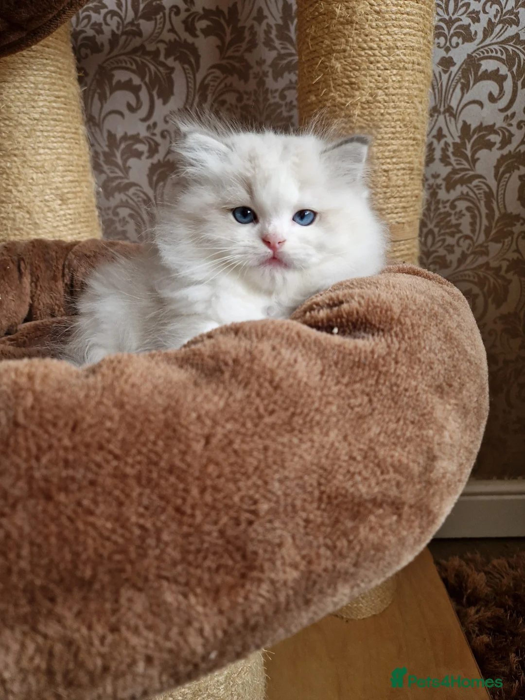 Ragdoll cats for sale: Show quality Ragdoll kittens  - Advert 12