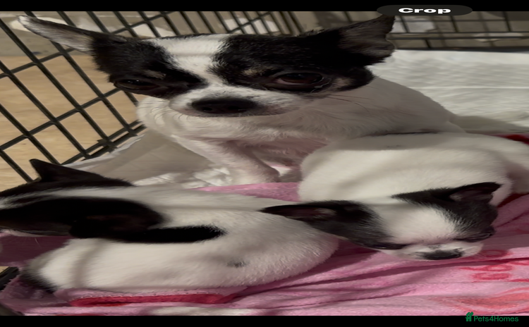 Chihuahua dogs - Advert 5
