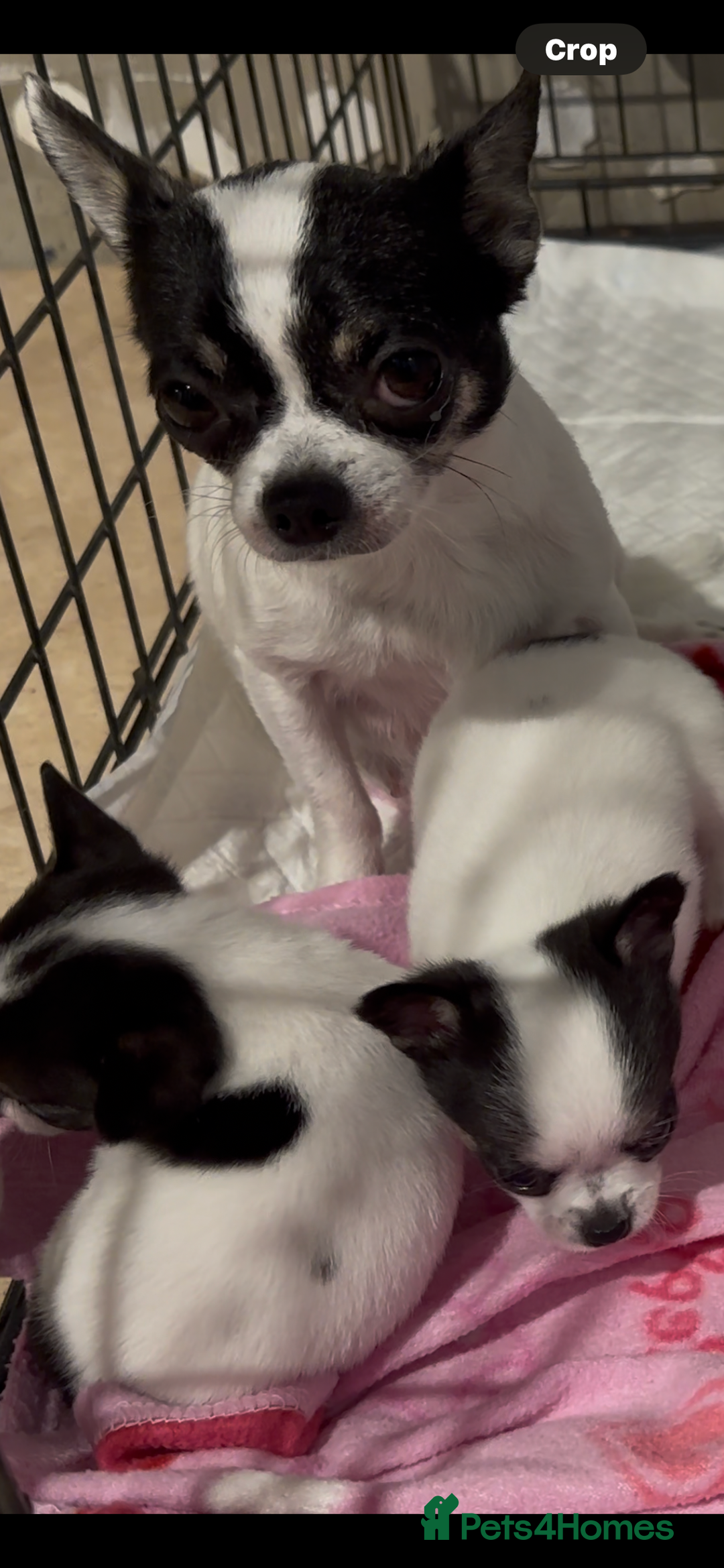 Chihuahua dogs for sale: Chihuahua  - Image 1